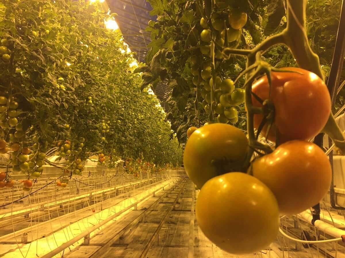 pomodori coltivati nell'azienda Fridheimar